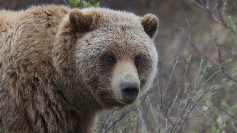 9 Bear Safety Tips From a Bear Biologist