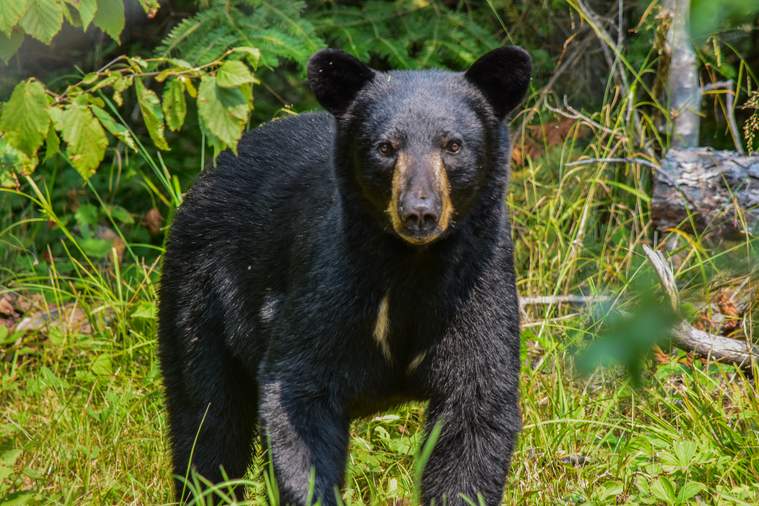 Bear Facts and Safety Tips