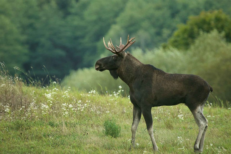 Be Trail Aware: It’s Moose Time in May