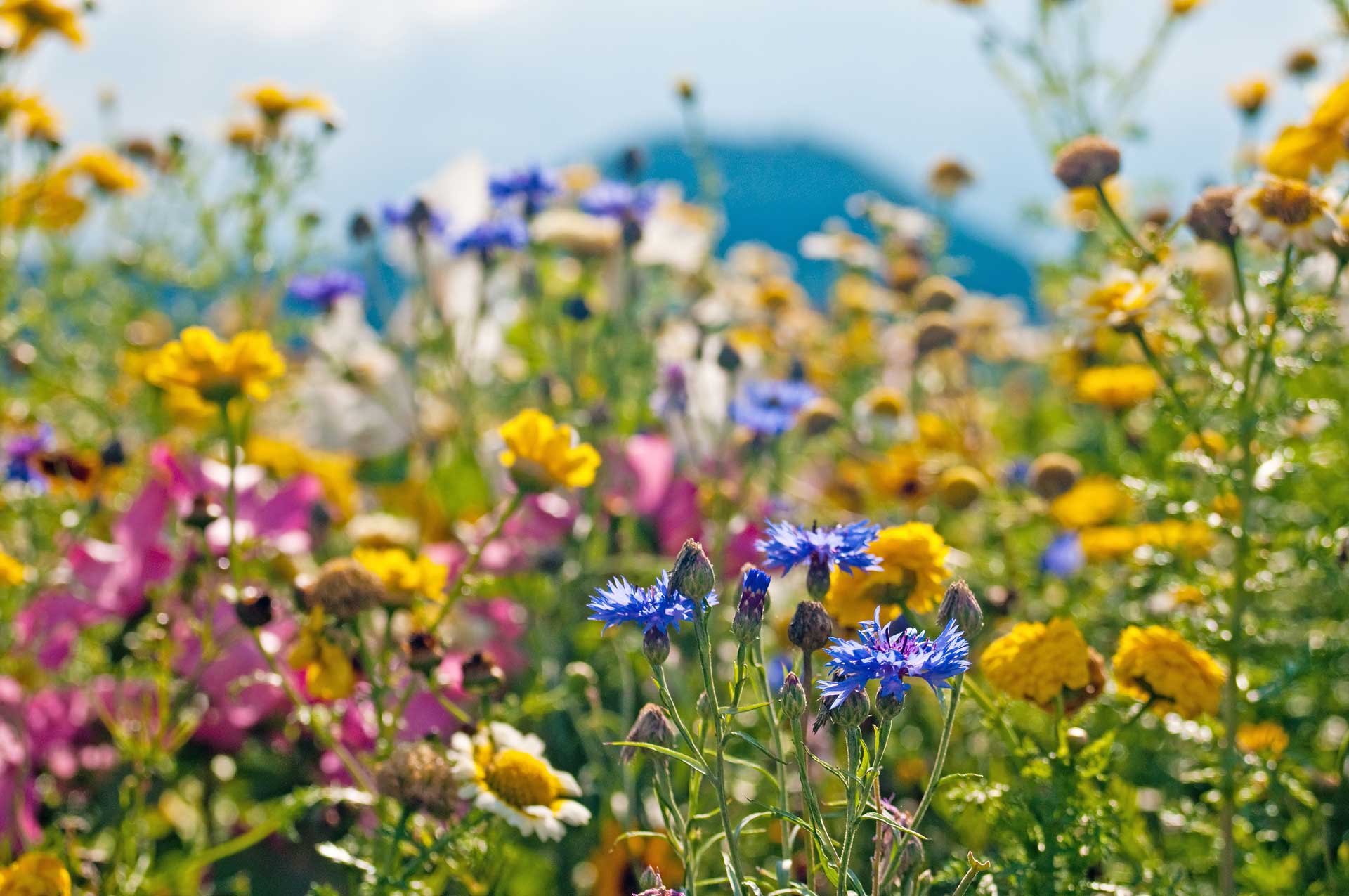 The Summer Side of Ski Towns Colorado Cross Country Ski Association