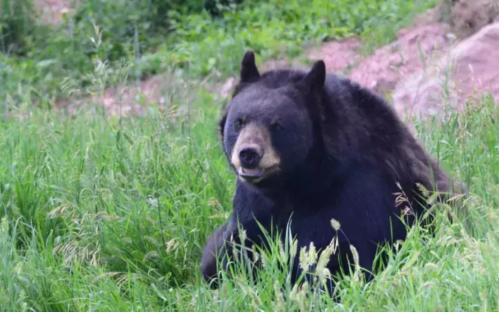 Keep Wildlife Wild in Colorado's Bear County - Colorado Cross Country ...