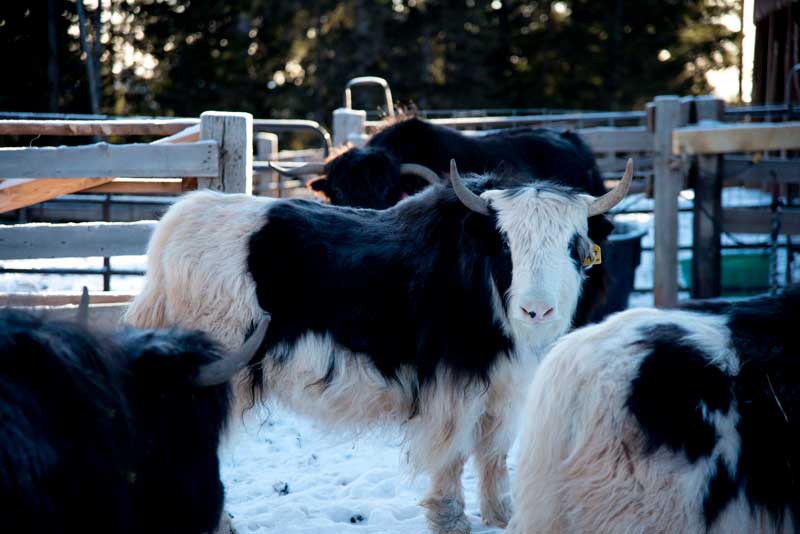 The yak herd at Latigo Ranch