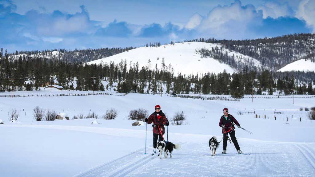 Two people skijoring with their dogs
